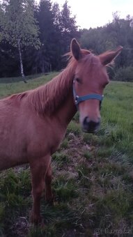 Prodám,nabízím QH kobylku s P P - 4