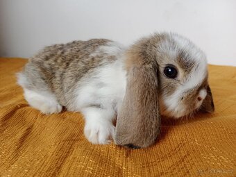 Zakrslý králík, beránek, beran - 4