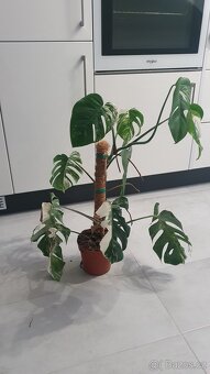 Monstera deliciosa albo variegata - 4