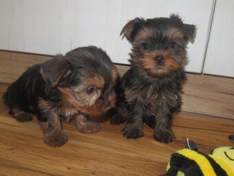 Jorkšírský  teriér - 4