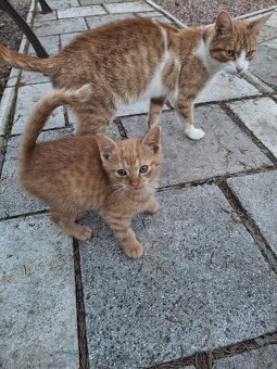 Daruji koťátka - 4