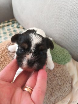 Yorkshire biewer terier - 4