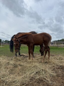Hřebeček na prodej - 4
