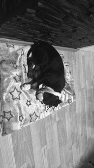 Americký stafordsky teriér - 4