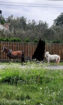 Chovná minihorse klisna - 4