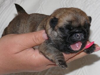 Mops - Štěňátka - 4