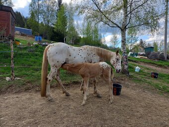 Appaloosa - 4