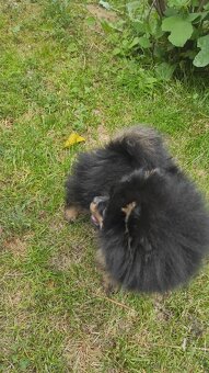 Pomeranian - 4