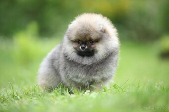 🐶 Nádherná fenečka pomeraniana – Orange sobolí barva 💛 - 4