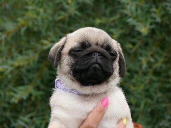 Mops - Štěňátka - 4