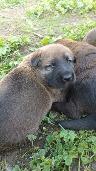 Leonberger X NO - 4
