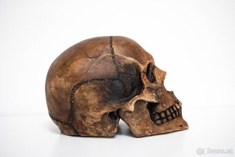 Lebka 1:1 s patinou pod přilbu, totenkopf, SS, WWII, helma, - 4