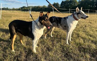 Krátkosrstá kolie s PP - pejsek - 4