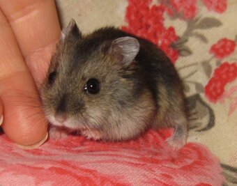 Křeček džungarský s PP (Brno, Břeclav) - 4