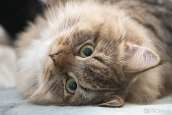 Sibiřská kočka, kocourek Nero s PP - 4