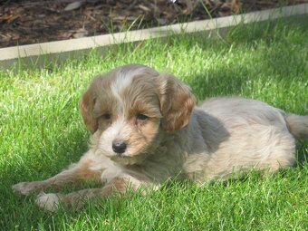 Maltipoo štěňátka - 4