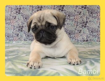 MOPS s PP. - 4