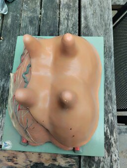 Anatomický model kravského vemene - 4