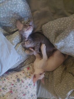 Don Sphynx - 4