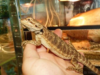 Agama vousatá (Pogona vitticeps) - 4
