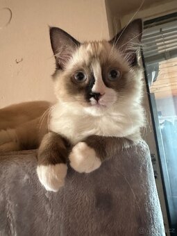 Ragdoll koťátka s PP - 4