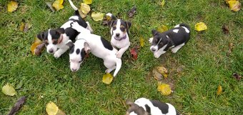 Jack Russell teriér - štěně - 4