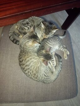 Roztomilá koťátka hledají domov – před Vánoci ✨🐾 - 4