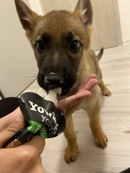 Štěně - Německý ovčák 2,5 měsíce - 4