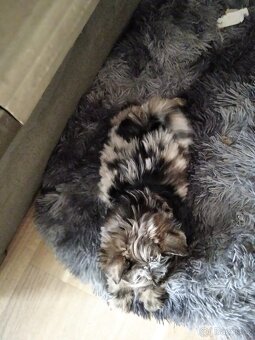 Jorkšírský teriér bez pp - 4