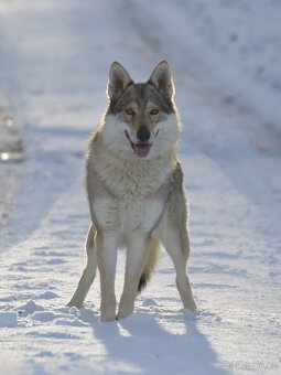 Československý vlčák - 4