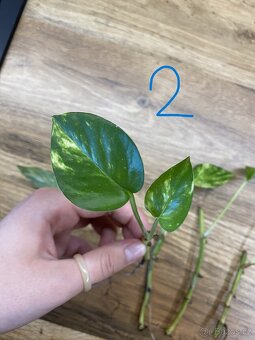 Epipremnum aureum - řízky - 4