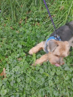 Jorkšírský teriér chlapec s pp - 4