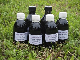 Kotvičník zemní (Tribulus terrestris) - 4