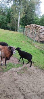 Kamerunský beránek - 4