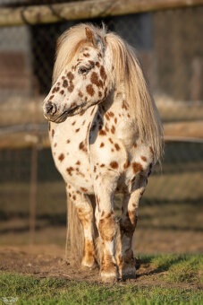 Atraktivní leopard hřebec Minihorse - 4
