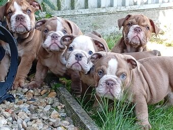 Anglicky buldog-steniatka - 4