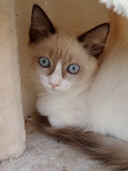 Ragdoll - 4