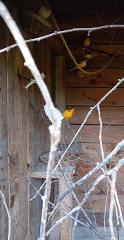 Letošní kanáři - 4