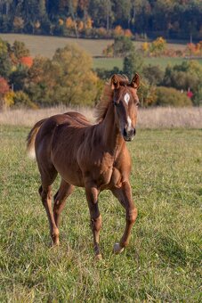AQH letošní hřebeček se skvělou povahu a původem - 4