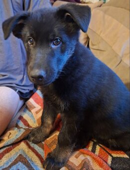 Prodám štěňata německého ovčáka - 4