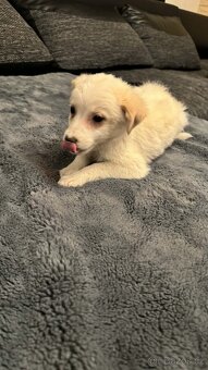 Šteňátko křížence - 4