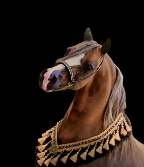 Připouštění hřebcem AMHA/AMHR/ASPC - 4