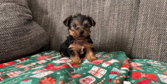 Jorkšírský teriér - 4