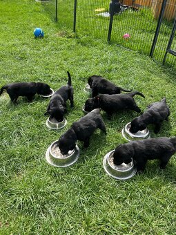 Flat coated retriever - 4