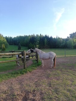 Připouštění homozygot. hřebci APH a Appaloosa - 4