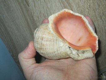 Ulity mlžů a obřích plžů - 4