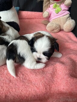 Shih-tzu - 4