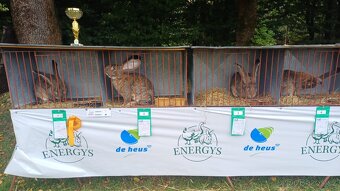 Belgický obr - samci - 4