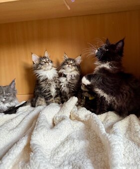 Mainská mývalí koťata - MCO - 4