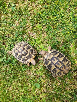 suchozemská želva zelenavá a vroubená, terárium - 4